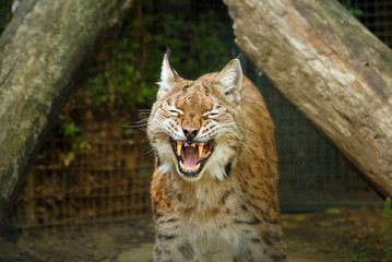 Portrait rapproché sur un Lynx européen qui baye