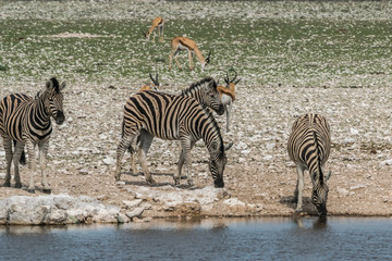 Zebras in Etosha NP, Namibia
