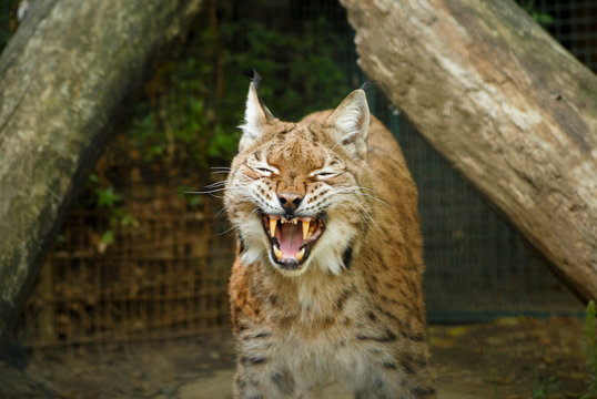 Portrait rapproch&eacute; sur un Lynx europ&eacute;en qui baye