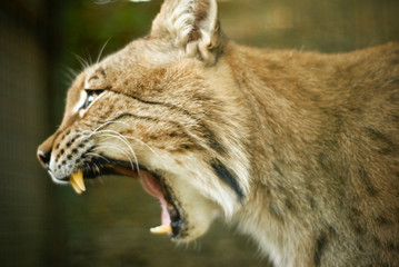 Portrait rapproché sur un Lynx européen qui baye