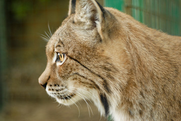 Portrait rapproché sur un Lynx européen