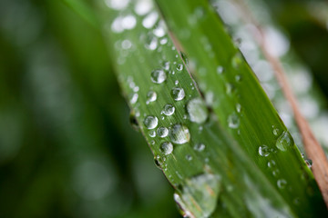 Morning dew drops on green leaves