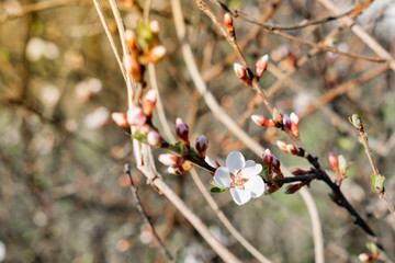Flowering Chinese cherry tree, shrub in early spring in the orchard in the garden. Thin twigs with swollen buds and buds. Blooms of nature with a fragrant smell of freshness and tenderness.