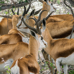 Impalas in Etosha NP
