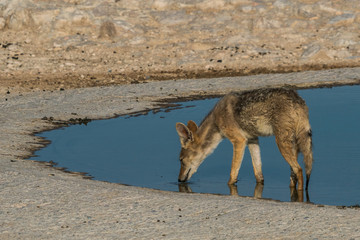 Jackal in Etosha NP