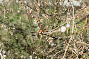 Flowering Chinese cherry tree, shrub in early spring in the orchard in the garden. Thin twigs with swollen buds and buds. Blooms of nature with a fragrant smell of freshness and tenderness.
