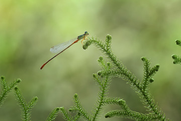 dragonfly on a leaf