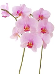 Obraz na płótnie Canvas pretty pink orchid Phalaenopsis close up isolated