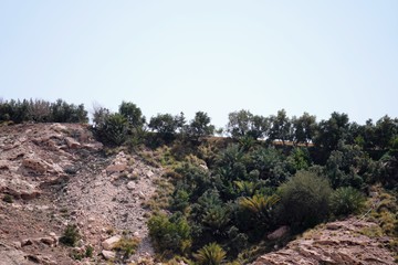 pine tree on the top of mountain