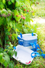 Plastic baskets with ripe raspberries. Berry harvesting