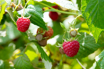 Ripe raspberry in the fruit garden. Raspberry bushes with ripe berries