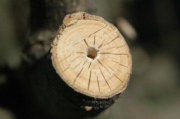 Holz