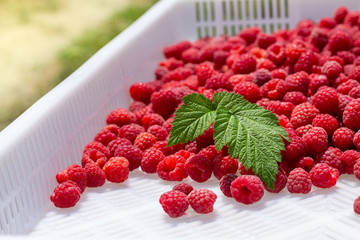 Red ripe and juicy raspberries and green leaf. Harvest concept
