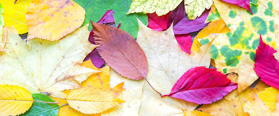 Fototapeta na wymiar Real autumn leaves. Seasonal colourful photo. Yellow and green colours with texture. Copy space place. November postcard. Beautiful nature.