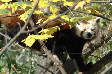 Roter Panda