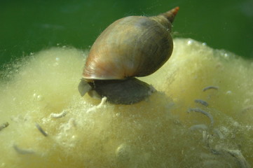 Wasserschnecke