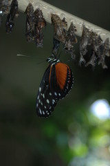 Schmetterling