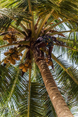 Man Climbing Cocos coconut palm tree trunk. King Coconut trees in Sri Lanka