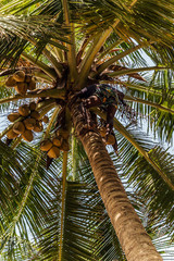 Man Climbing Cocos coconut palm tree trunk. King Coconut trees in Sri Lanka