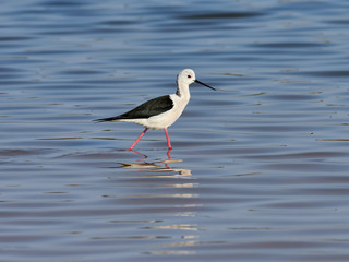 Black-winged stilt, Himantopus himantopus, in the albufera de Valencia, Spain