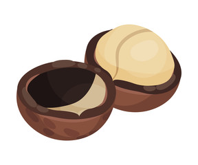 Whole Macadamia Nut with Cracked Shell Vector Illustration