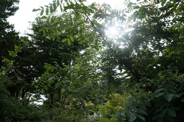 It is a photograph of nature of Lake west Fuji in Yamanashi, Japan.