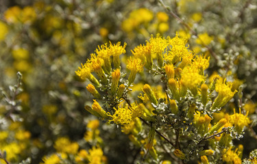 Gumbush, ashbush, Western Cape, fynbos South Africa