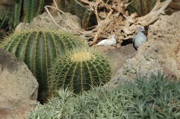 Taube mit Kaktus