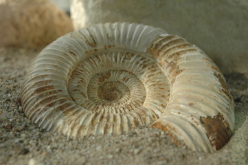 Fossil