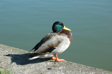 Ente