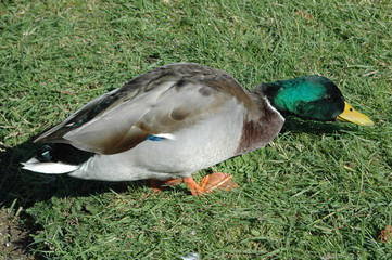 Ente