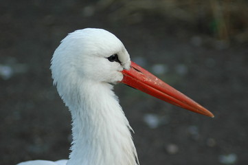 Storch
