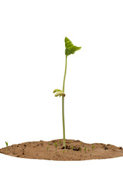 New life of tree by germination of seedlings on a white background.
