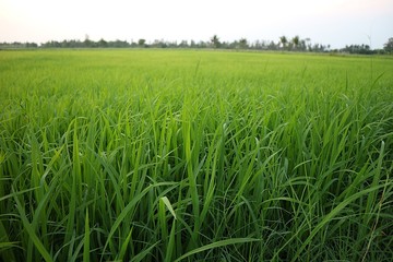 rice field in thailand