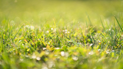 Green fresh grass with selective focus