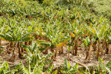 Banana plantation in the valley in La Hermigua on La Gomera. April 15, 2019. La Gomera, Santa Cruz de Tenerife Spain Africa. Travel Tourism Photography Nature.