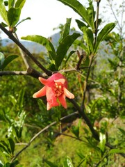 red flower in the garden
