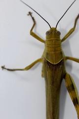 Yellow grasshopper  in the white background 