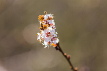 A sprig of apricot blossom that falls