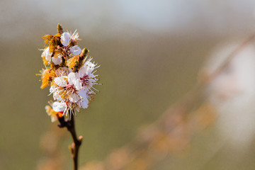 A sprig of apricot blossom that falls