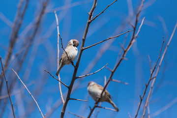 Sparrow on a branch closeup sunny weather
