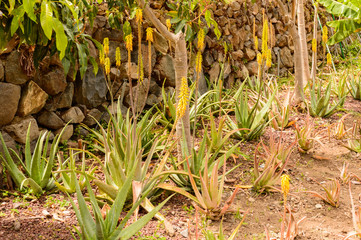 Aloe Vera plantation in the valley in La Hermigua on La Gomera. April 15, 2019. La Gomera, Santa Cruz de Tenerife Spain Africa. Travel Tourism Photography Nature.
