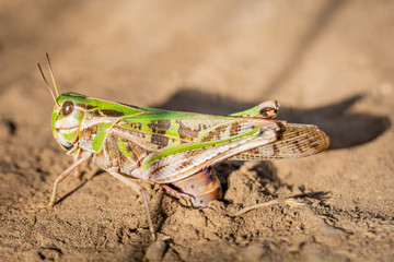 Green grasshopper laying eggs in soil