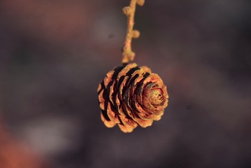 pine cones on a branch