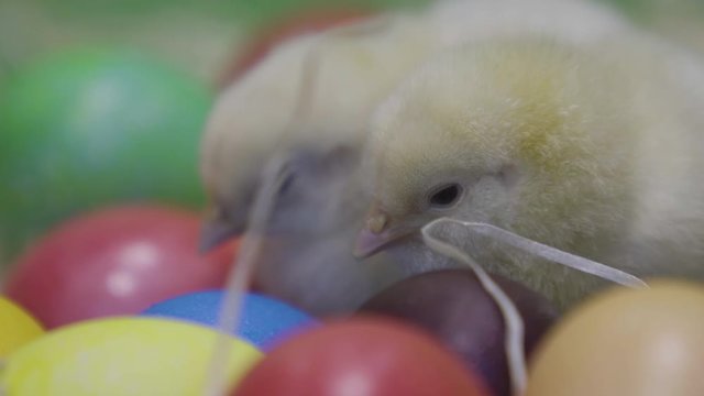 Yellow little chickens fall asleep on colorful easter egs. Fluffy chicks. Macro
