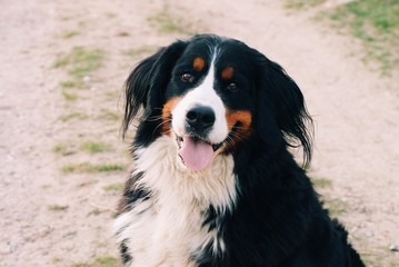 bernese mountain dog