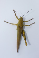 Yellow grasshopper  in the white background 