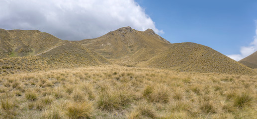 Tussock grass on barren mountain slopes , near Lindis Pass, New Zealand