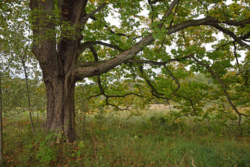 Rosskastanie