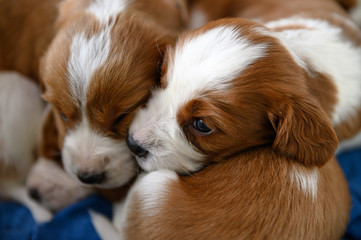 Cute newborn welsh springer spaniel puppies, one month old.